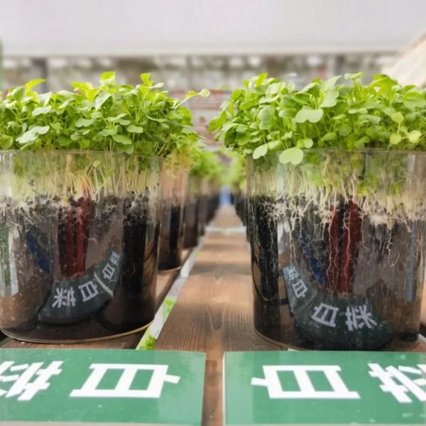 內蒙古通遼和佑首屆農業嘉年華