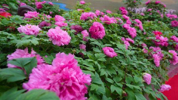 內蒙古通遼和佑首屆農業嘉年華